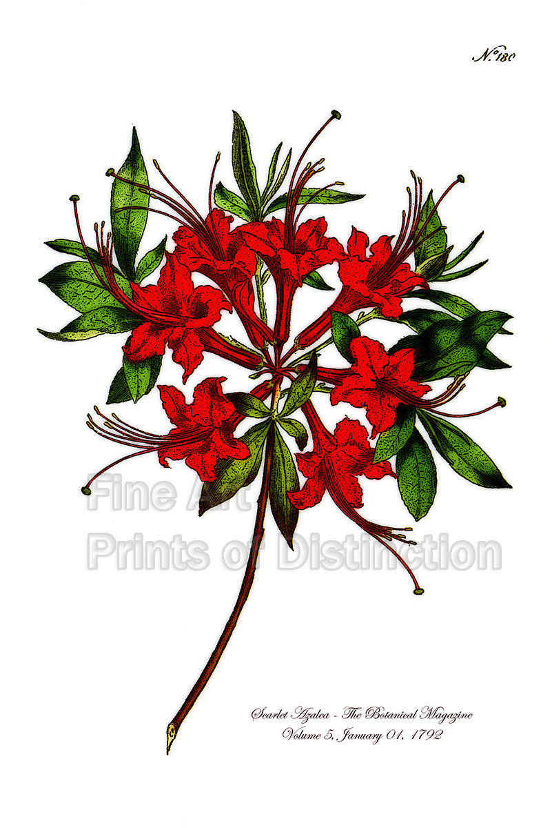 An archival premium quality botanical art print of the Scarlet Azalea which was published in The Botanical Magazine on January 01, 1792 for sale by Brandywine General Store