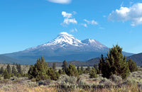 Mount Shasta with a Field of Evergreens Art Print