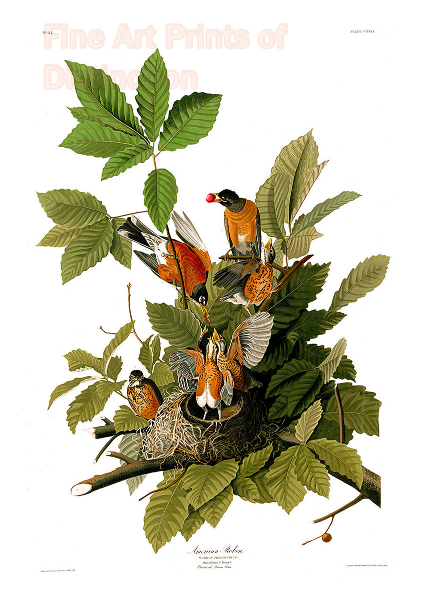 An archival premium quality art print of The American Robin by John James Audubon for sale by Brandywine General Store