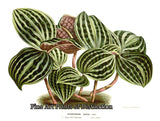 An archival premium Quality Botanical art Print of Dichorisandra Undata by Louis Van Houtte for sale by Brandywine General Store