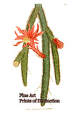 An archival premium Quality art Print of the Creeping Cereus Cactus from the Curtis Botanical Magazine for sale by Brandywine General Store