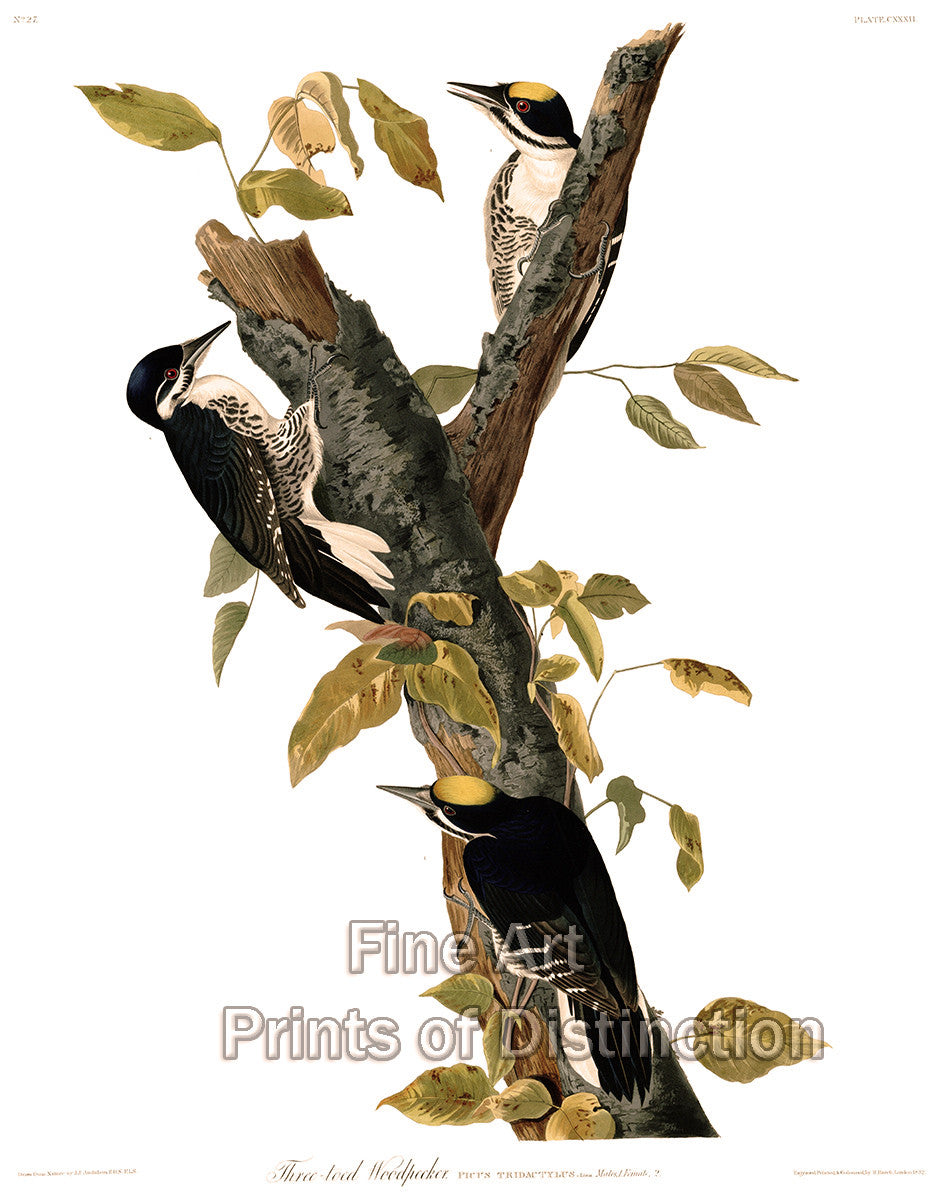 An archival premium Quality art Print of The Three Toed Woodpecker by John James Audubon for sale by Brandywine General Store.