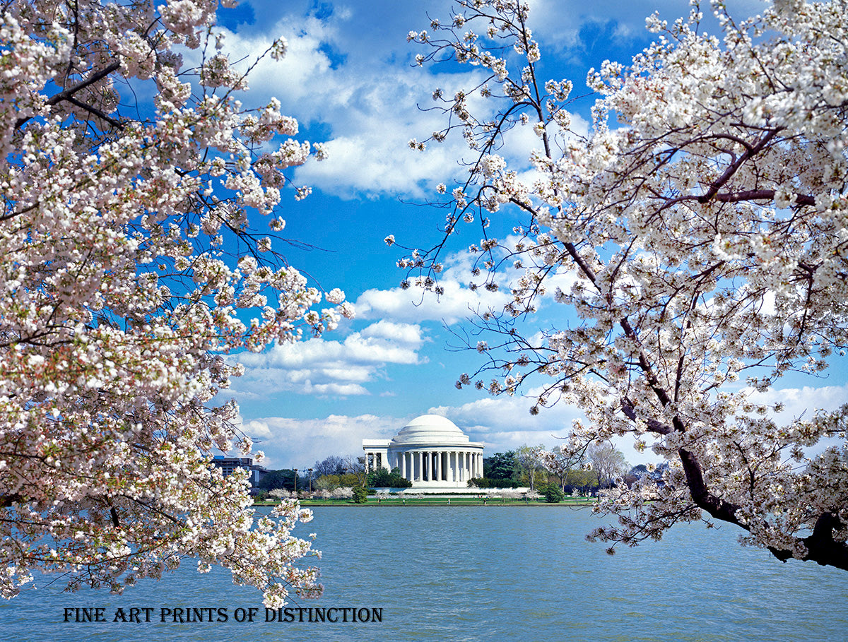 The Jefferson Memorial Framed in Cherry Blossoms