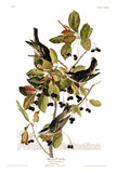An archival premium Quality art Print of the Black Poll Warbler by John James Audubon for sale by Brandywine General Store