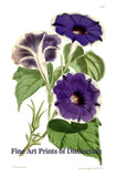 An archival premium Quality Art Print of the Pharbitis Limbata from Curtis Botanical Magazine for sale by Brandywine General Store