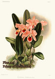 An archival premium Quality Botanical Art Print of Cattleya Percivaliana Orchid by Fredrick Sanders for sale by Brandywine General Store