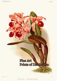 An archival premium Quality Art Print of Cattleya Lawrenceana Orchid by Fredrick Sander for sale by Brandywine General Store