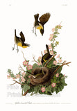 An archival premium Quality art Print of the Yellow Breasted Chat by John James Audubon for his ornithology book, The Birds of America for sale by Brandywine General Store