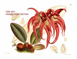 An archival premium Quality Botanical art Print of the Cirrhopetalum Fletcherianum Orchid by John Nugent Fitch for sale by Brandywine General Store