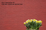Daffodils Against Brick Wall Art Print