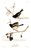 An archival premium quality art print of the Snow Bird by John James Audubon for his ornithology book The Birds of America for sale by Brandywine General Store
