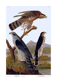 An archival premium Quality art Print of the Goshawk and Stanley Hawk by John James Audubon for sale by Brandywine General Store