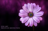 An archival premium Quality art Print of a Daisy with a Purple Bloom for sale by Brandywine General Store