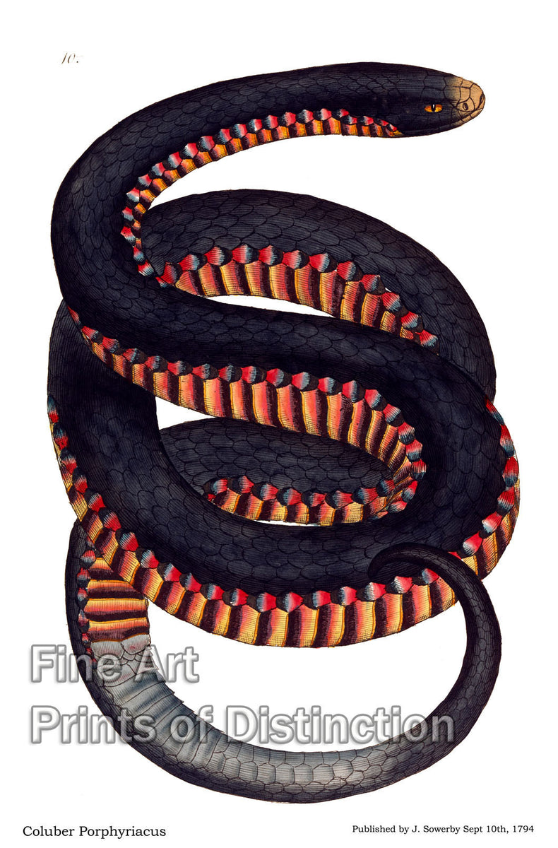 An archival premium Quality art Print of Crimson Sided Snake by James Sowerby for sale by Brandywine General Store