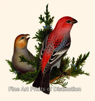 An archival premium Quality Art Print of the Pine Grosbeak by an Anonymous Artist for sale by Brandywine General Store