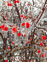 Red Fall Berries Covered with Ice Art Print