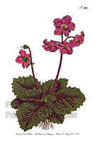 An archival premium quality art print featuring the Borage Leaf Mullein which was published in Volume 7 of The Botanical Magazine for sale by Brandywine General Store