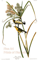 An archival premium Quality art Print of the Prairie Warbler by John James Audubon for sale by Brandywine General Store