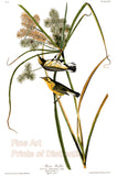 An archival premium Quality art Print of the Prairie Warbler by John James Audubon for sale by Brandywine General Store
