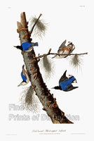 An archival premium Quality Art Print of The White Breasted Black Capped Nuthatch by Audubon for his ornithology book, The Birds of America for sale by Brandywine General Store