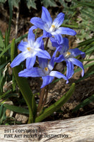 An archival Botanical Art Print of a Star Hyacinth for sale by Brandywine General Store