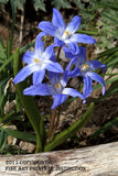 Star Hyacinth Art Print
