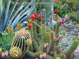 Cacti Flower Bed with Red Blooms and Succulents Botanical art print