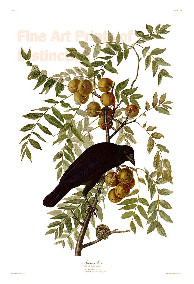 An archival premium Quality art Print of the American Crow by John James Audubon for sale by Brandywine General Store