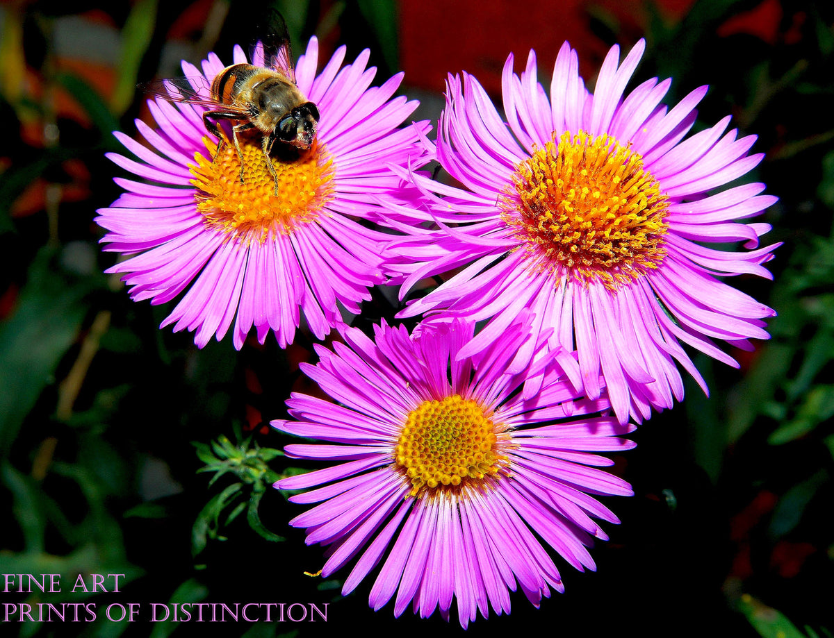 A premium Quality Print of Asters with Small Purple Blooms and Bumblebee for sale by Brandywine General Store