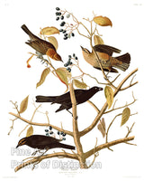 An archival premium Quality art Print of The Rusty Grakle or Rusty Crow Blackbird by John James Audubon for sale by Brandywine General Store