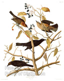 An archival premium Quality art Print of The Rusty Grakle or Rusty Crow Blackbird by John James Audubon for sale by Brandywine General Store