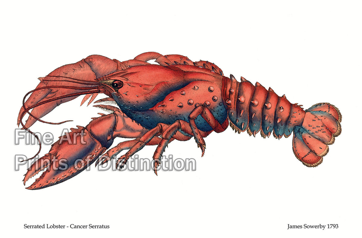 An archival premium Quality art Print of the Serrated Lobster - Cancer Serratus by James Sowerby for sale by Brandywine General Store