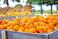 Wagons Loaded with Pumpkins, Gourds and Corn Shocks country decor print