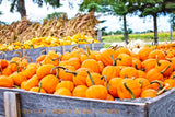 A premium Quality art Print of Wagons Loaded with Pumpkins, Gourds and Corn Shocks for sale by Brandywine General Store
