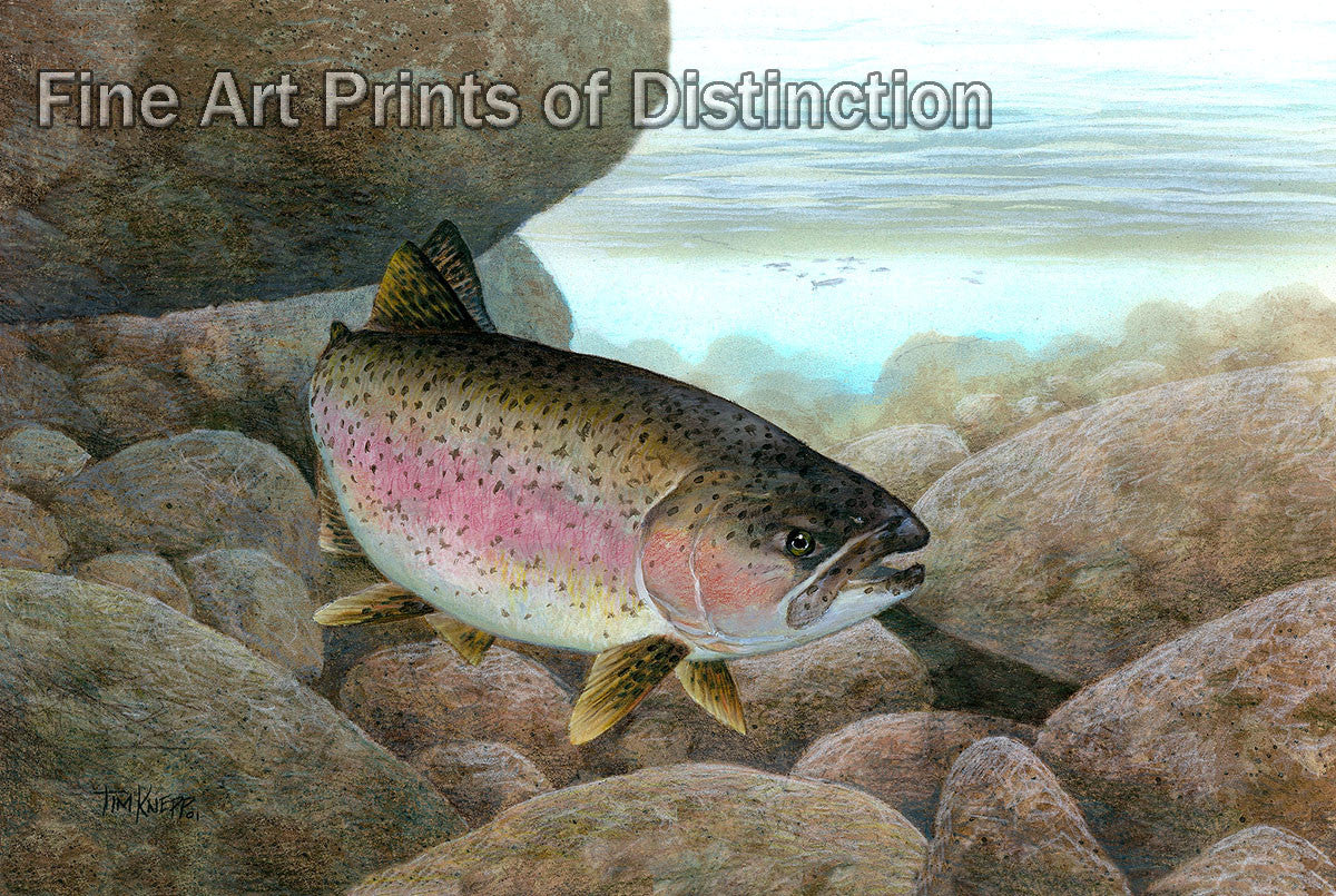 An archival premium Quality art Print of a Rainbow Trout by Tim Knepp for sale by Brandywine General Store