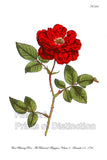 An archival premium Quality art print of the Ever Blowing Rose, also known as the Chinese Rose, from The Botanical Magazine printed on December 01, 1794. for sale by Brandywine General Store