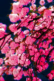 An original premium Quality art Print of Double Flowering Cherry Tree Blossoms for sale by Brandywine General Store
