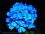 An archival premium Quality Print of a Hydrangea with Large Blue Bloom for sale by Brandywine General Store