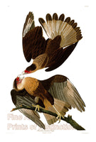 An archival premium quality art print of the Brasilian Caracara Eagle by John James Audubon for sale by Brandywine General Store