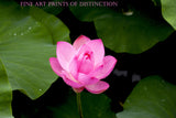 A premium Quality Print of a Lotus Flower with Single Pink Bloom for sale by Brandywine General Store