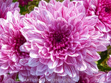 An archival premium Quality Print of a Dahlia with Dinner Plate Size Purple Bloom for sale by Brandywine General Store