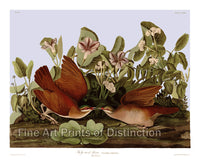 An archival premium Quality art Print of the Key West Dove by John James Audubon for sale by Brandywine General Store