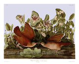 An archival premium Quality art Print of the Key West Dove by John James Audubon for sale by Brandywine General Store