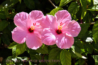 An archival premium Quality art Print of Rose of Sharon a Pair of Pink Blooms for sale by Brandywine General Store