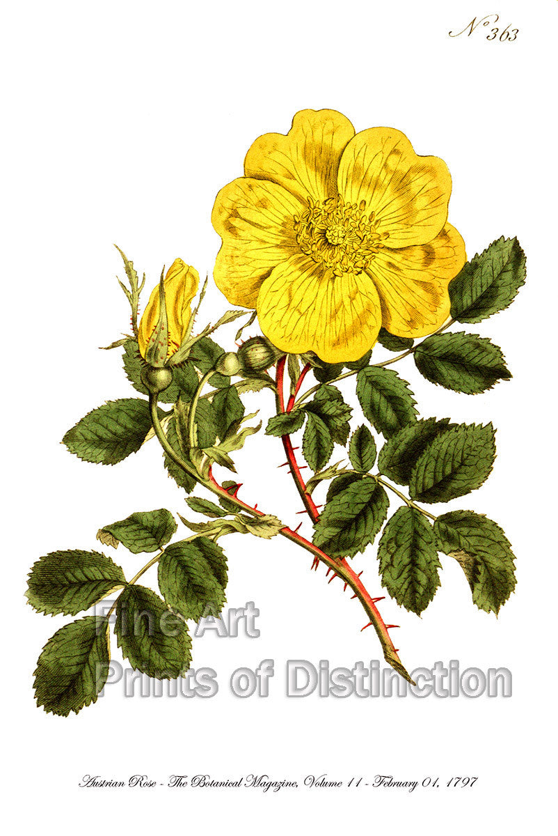 An archival premium quality art print of the Austrian Rose from The Botanical Journal published on February 01, 1797 for sale by Brandywine General Store