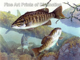 An archival premium quality print of Three Small Mouth Bass swimming on the bottom of what is probably a lake for sale by Brandywine General Store