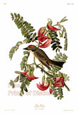 An archival premium Quality art Print of The Gray Tyrant by John James Audubon for sale by Brandywine General Store