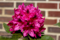 Rhododendron Red Bloom Against a Brick Wall Art Print