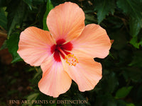 A premium Quality art Print of a Hibiscus with a Lone Salmon Pink Bloom for sale by Brandywine General Store