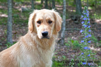 Golden Retriever Pup and Blue Wildflower Art Print